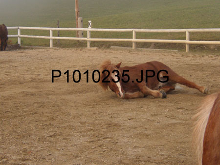 P1010235